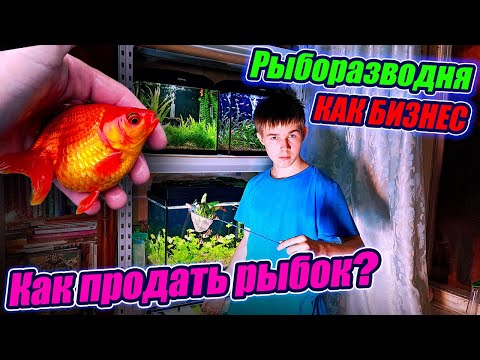 Видео: Рыборазводня как бизнес. Как продать аквариумных рыбок и растения?
