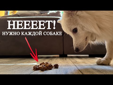 Видео: Команда НЕТ. Почему это важно для дрессировки КАЖДОЙ собаки.