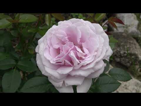 Видео: Розы первого года посадки.