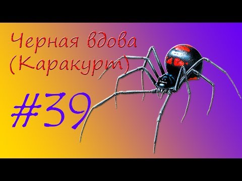 Видео: Черная вдова (Каракурт)