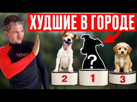 Видео: 5 худших пород для города | Мнение кинолога