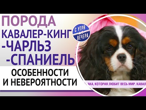 Видео: Порода кавалер-кинг-чарльз-спаниель. Особенности и невероятности