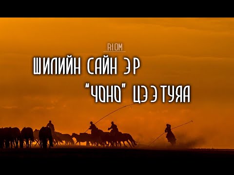 Видео: Яндан саарал морь, яргай ташуурт "Чоно" Цээтуяа...