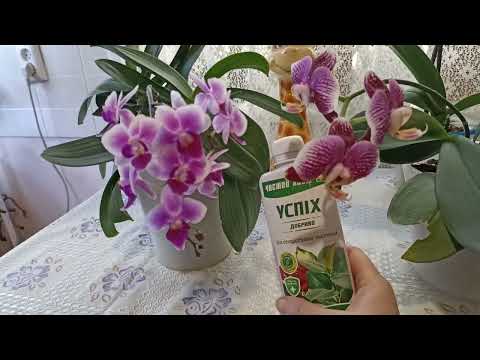 Видео: Від бруньки до цвітіння. Квітуча орхідея за рік
