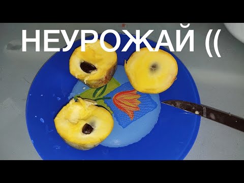 Видео: Азимина, какой же он - НЕУРОЖАЙ?
