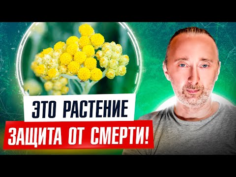 Видео: Растение, продлевающее жизнь: восстанавливает печень, почки, желчный пузырь, работу ЖКТ и ещё ЭТО…