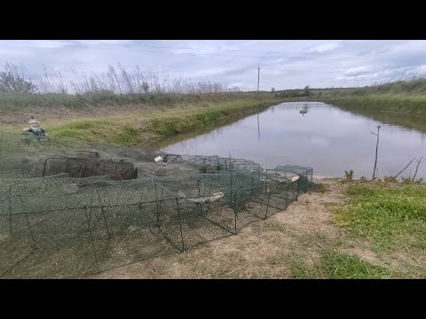 Видео: Раки  как ловить, где искать и какую приманку использовать, Разведение раков в пруду возле дома