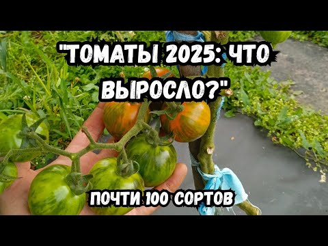Видео: Какие томаты удивили? Полный обзор почти 100 сортов сезона 2025!