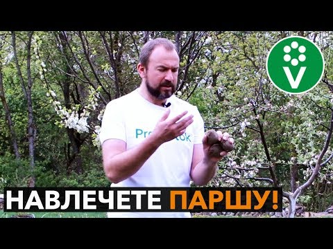 Видео: Перестаньте вносить золу при посадке картофеля! Простые и суперэффективные приемы
