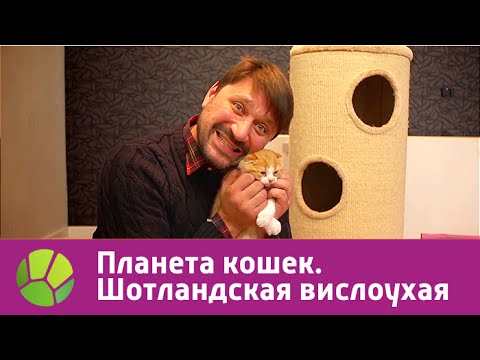 Видео: Шотландская вислоухая. Планета кошек | Живая Планета