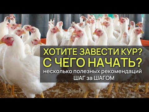 Видео: Куры и курятник: с чего начинать разведение и содержание кур