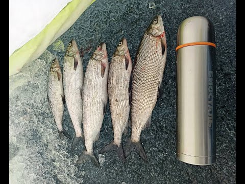 Видео: Ловля сига на оз. Имандра.Ч 1