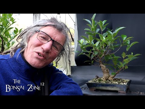 Видео: Обрезка и пересадка моего фикуса. Черенки черенка. Зона бонсай, октябрь 2025 г.