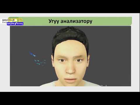 Видео: 8-класс| Биология | Бой тутуу,угуу органдарынын түзүлүшү жана кызматы. Угуунун бузулушун алдын алуу