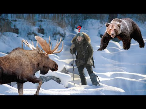 Видео: Что нельзя делать при встрече с Медведем и Лосем !!!