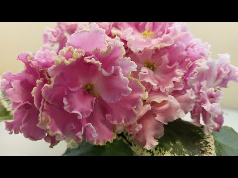 Видео: 05.05.23./НОВИНКИ/Выставка фиалок в Доме фиалок(МК)#фиалки#выставка#домфиалок#