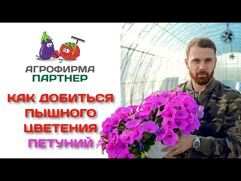 Видео: Как добиться пышного цветения петуний