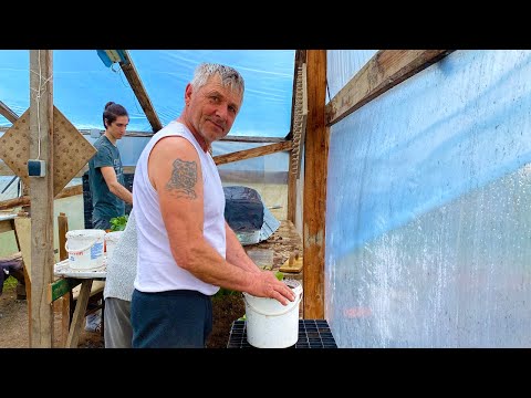 Видео: Учимся прививать арбузы. Испытываем новые подвои.