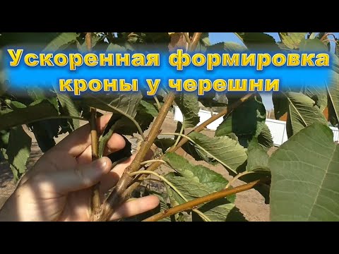 Видео: Ускоренная формировка кроны у черешни
