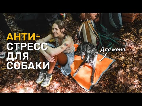 Видео: Антистресс для собак: что делать, если собака много лает, требует внимания, плохо спит?