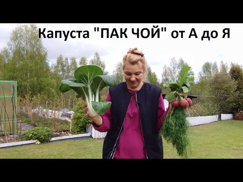 Видео: Капуста ПАК ЧОЙ от А до Я в природном земледелии.