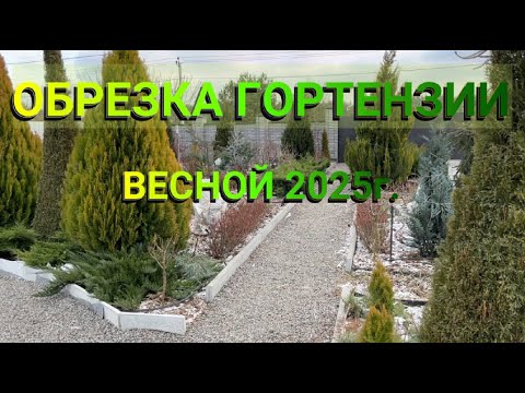 Видео: ОБРЕЗКА ГОРТЕНЗИИ 2025г | Обрезка гортензии метельчатой | Как обрезать гортензию весной