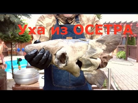 Видео: УХА из головы ОСЕТРА.