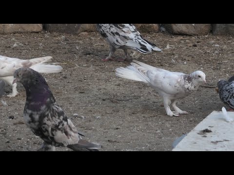 Видео: Мраморные голуби на полигоне!17.04.24г