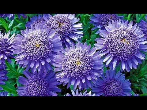 Видео: Красивые засухоустойчивые растения, которые не боятся жары! Шикарная клумба с минимальным уходом