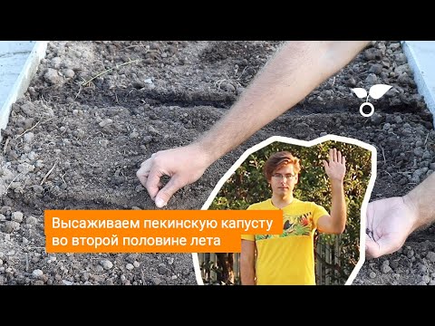 Видео: Высаживаем пекинскую капусту во второй половине лета