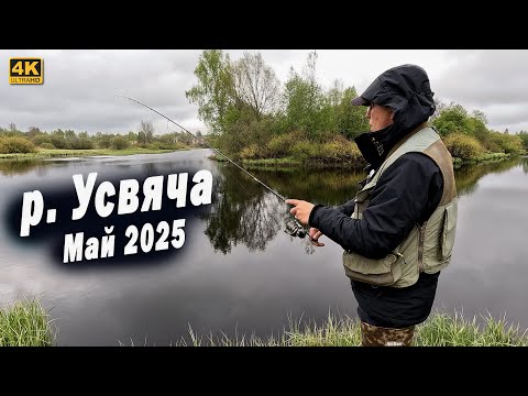 Видео: Река Усвяча Псковская область  Рыбалка на спиннинг с берега в мае 2025