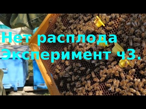 Видео: Нет расплода. Эксперимент часть 3. Трутовка?!