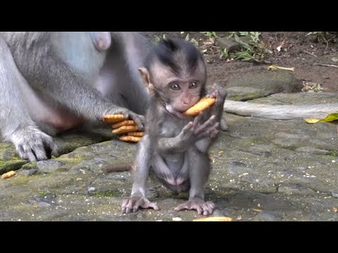 Видео: Печенье для маленькой обезьянки Додо #tuabangmonkey