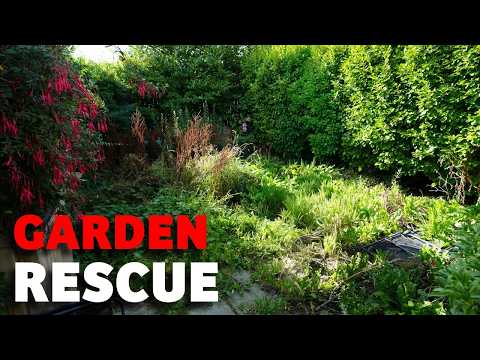 Видео: Она ТЕРЯЛА НАДЕЖДУ, и НИКТО НЕ ХОТЕЛ ПОМОЧЬ… Мы вмешались, чтобы ПРЕВРАТИТЬ ее двор из ДЖУНГЛЕЙ