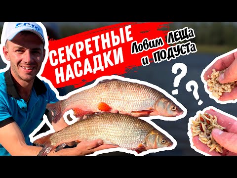 Видео: Рыбалка на реке Припять. НОВЫЕ Насадки !!! Крупный подуст и лещ. Рыбалка на фидер.