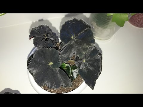 Видео: КОМНАТНЫЕ РАСТЕНИЯ.ПОКУПКИ.ЦВЕТОЧНЫЕ ДЕЛА.(1 ЧАСТЬ)