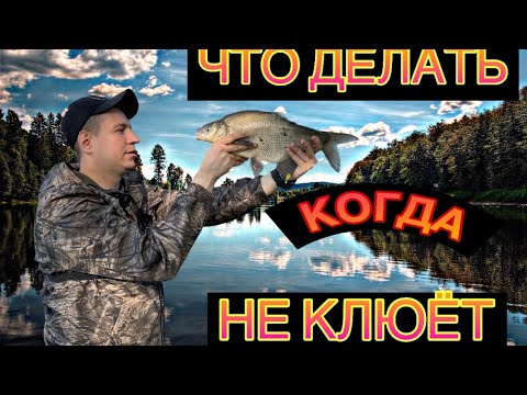 Видео: ЧТО ДЕЛАТЬ, КОГДА РЫБА НЕ КЛЮЁТ?