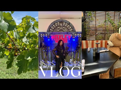 Видео: Находки Amazon, Развлечения в доме с привидениями, Улов Трейдера Джо, Обед в отеле Charlotte || 1...