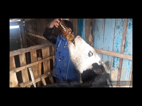 Видео: СПАСАЕМ БЫКА/ВСТАЛ ЖЕЛУДОК!