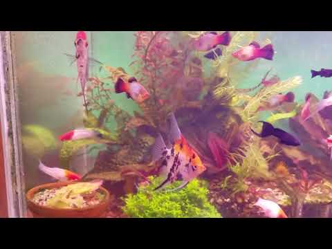 Видео: Аквариумное хозяйство у Валерия