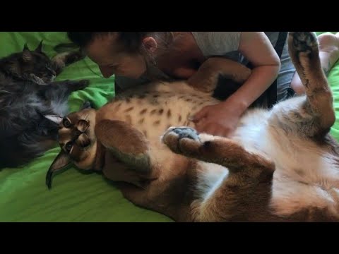 Видео: Елена так любит большой флоп : Каракал