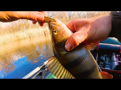 Видео: С таким окунем и щука не нужна! Разведал новое место! Рыбалка на спиннинг на малой реке!