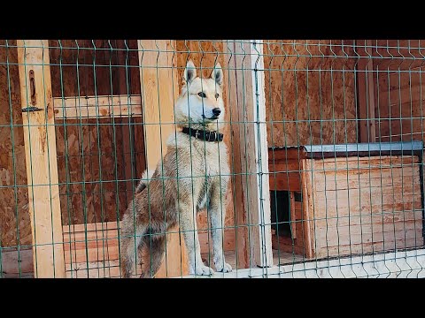 Видео: Как испортить рабочую собаку. Не ходите по старым граблям.