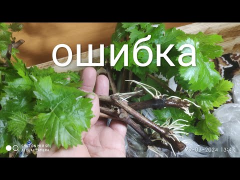 Видео: Результат укоренения винограда в пакетах по методу Неуймина Ю.П.