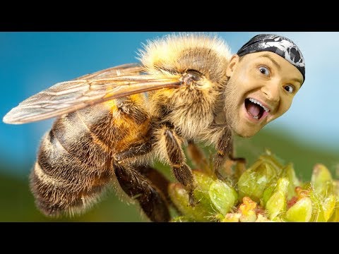 Видео: ОЖУЖЖИТЕЛЬНЫЙ ВИТЕК! ► Bee Simulator