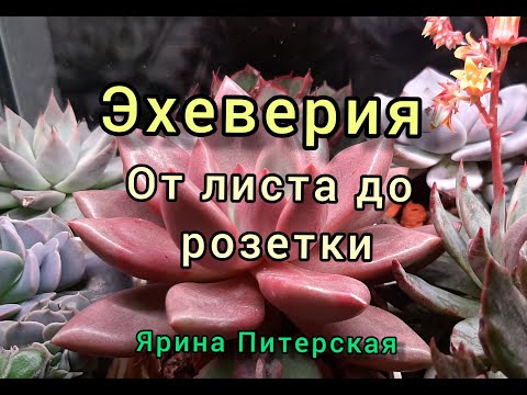 Видео: Эхеверия. От листа до розетки.