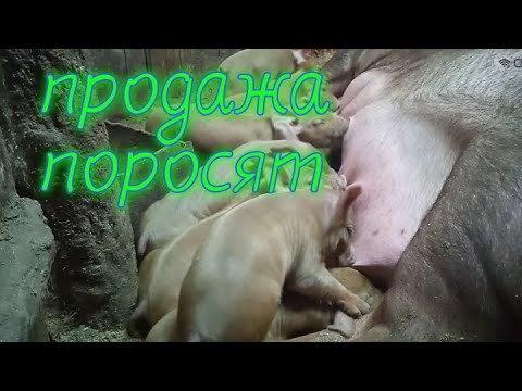 Видео: Объявление на канале// затарился кормами