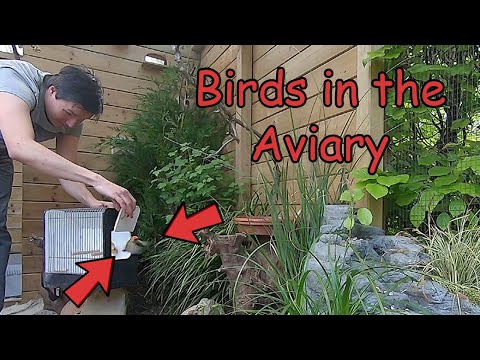 Видео: ЗЯБЛИКАМИ и ПЕРЕПЕЛКАМИ выпустили в улучшенный вольер