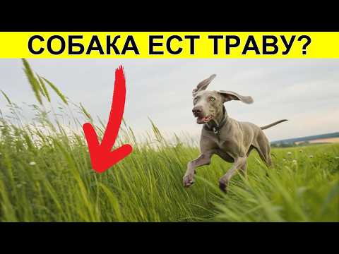 Видео: 🌿 Почему ваша собака ТАЙНО ест ТРАВУ 6 удивительных ПРИЧИН!