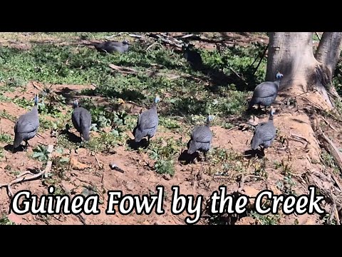 Видео: Южноафриканская цесарка у пригородного ручья